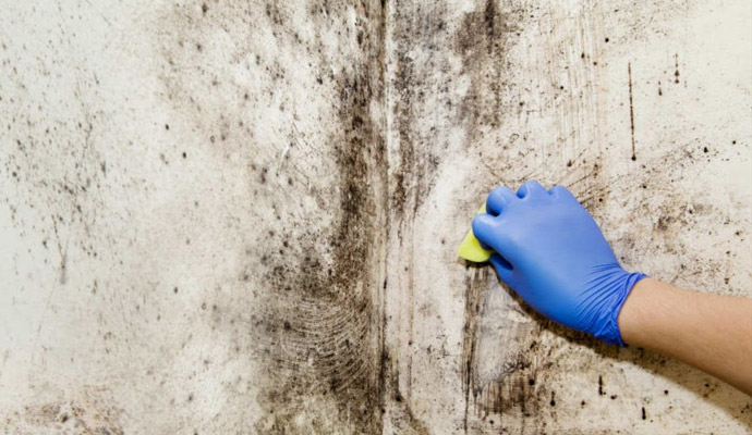 Clearing the Air: Mold Remediation in Fort Worth, TX Area